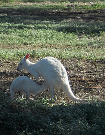 ...albino???