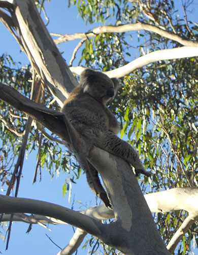 Koala legenda sidi i krade Bogu dane!!!