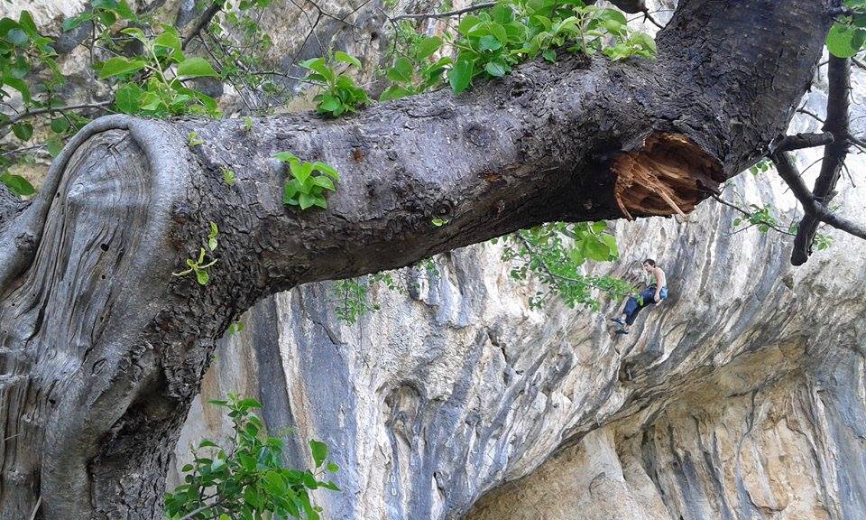 Omiljena grana za zgibove je prošlost...priživila je čak i legendarni požar 2000. godine